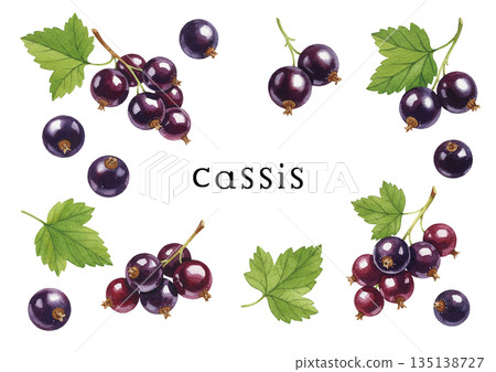 水彩風格的黑醋栗插圖 水彩風格的黑醋栗插圖 135138727