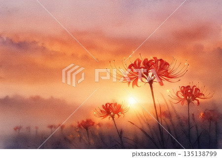 日落系列：日式水彩插畫，描繪了夕陽下閃耀的簇生朱頂紅 135138799