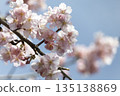 Cherry blossoms blooming in the blue sky. Spring background with soft blur and white space. 135138869