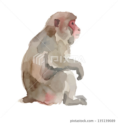 水彩風格的日本猴子插畫 135139089