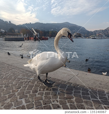 Swans, a flock of swans, the Como Lakes, a sunny day, reflections on the water, 135140067