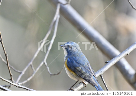 美麗的藍色鳥兒，西伯利亞藍尾鶲（雄性） 135140161