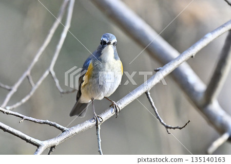 Beautiful blue bird, Siberian Bluetail (male) Beautiful blue bird, Siberian Bluetail (male) 135140163