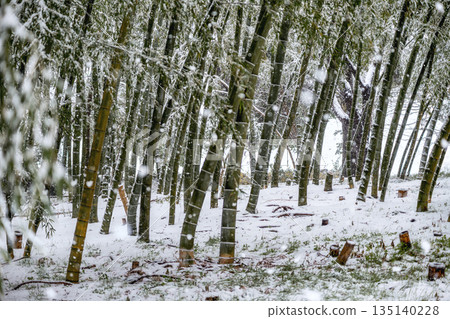 靜謐的冬日竹林，樹樁上覆蓋著皚皚白雪。 135140228