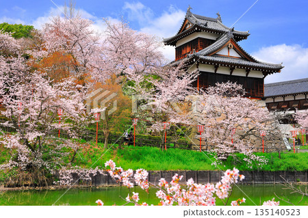 [Nara Prefecture] Koriyama Castle on a clear day and cherry blossoms in full bloom (Otemuki Yagura) 135140523