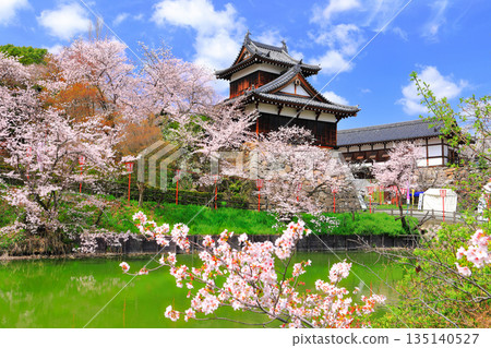 [奈良縣]晴朗的郡山城和盛開的櫻花（大手櫓） 135140527