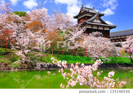 [Nara Prefecture] Koriyama Castle on a clear day and cherry blossoms in full bloom (Otemuki Yagura) 135140530
