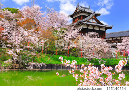 [Nara Prefecture] Koriyama Castle on a clear day and cherry blossoms in full bloom (Otemuki Yagura) 135140534