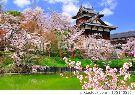 [奈良縣]晴朗的郡山城和盛開的櫻花（大手櫓） 135140535