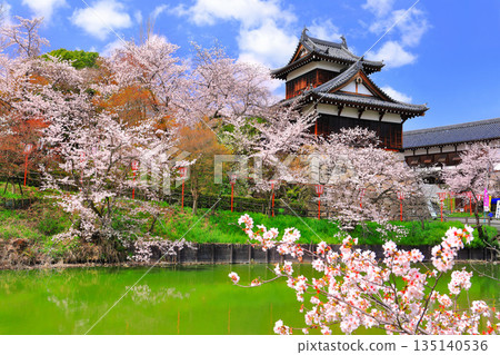 [奈良縣]晴朗的郡山城和盛開的櫻花（大手櫓） 135140536