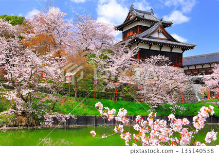[Nara Prefecture] Koriyama Castle on a clear day and cherry blossoms in full bloom (Otemuki Yagura) 135140538