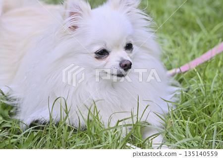 可愛的博美犬 135140559