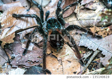 Black spider tarantula, Brazilian black tarantula, Grammostola pulchra in the Amazon rainforest in Brazil. Black spider tarantula, Brazilian black tarantula, Grammostola pulchra in the Amazon rainforest in Brazil. 135140619