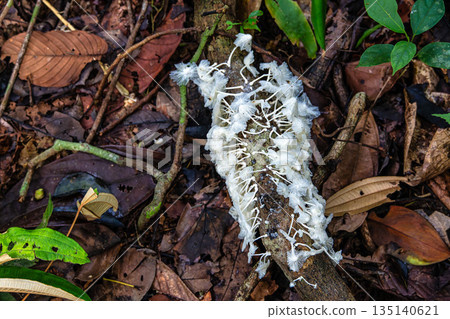 Hike through the rainforest on river island in the green amazon rainforest in Brazil. 135140621