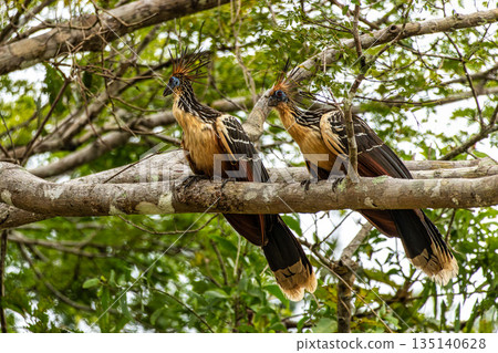 Hoatzin or hoactzin, Opisthocomus hoazin is a tropical bird in found in swamps, riparian forests, and mangroves of the Amazon 135140628