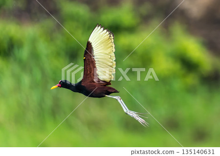 Wattled jacana, Jacana jacana searching for food in the Amazon rainforest in Brazil. Wattled jacana, Jacana jacana searching for food in the Amazon rainforest in Brazil. 135140631