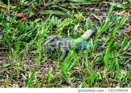 Ameiva ameiva or Amazon racerunner, species of lizard in the family Teiidae found in Central and South America Ameiva ameiva or Amazon racerunner, species of lizard in the family Teiidae found in Central and South America 135140634