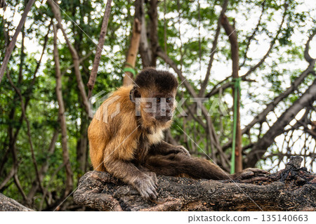 Little monkeys at the broom village in Vassouras, Barreirinhas, Maranhao, Brazil Little monkeys at the broom village in Vassouras, Barreirinhas, Maranhao, Brazil 135140663