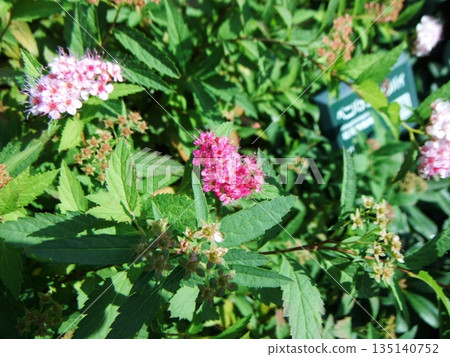 Close-up of red spirea flowers 135140752