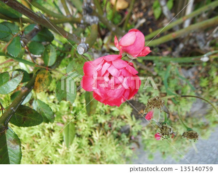 紅色花園玫瑰花 紅色花園玫瑰花 135140759