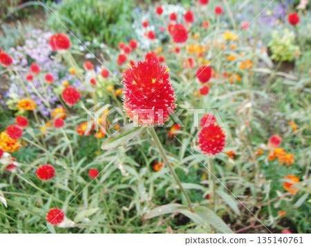 鮮紅色紫薇花序的特寫 鮮紅色紫薇花序的特寫 135140761