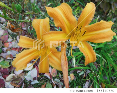 Yellow daylily flowers Yellow daylily flowers 135140770