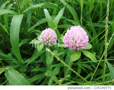 Flower of red clover 135140775