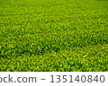 Tea fields where new tea leaves grow 135140840