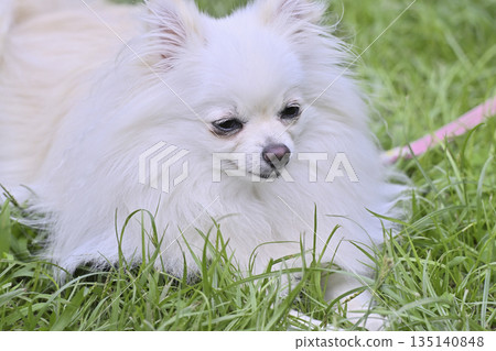 Cute pomeranian Cute pomeranian 135140848