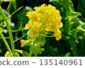Landscape with rape blossoms 135140961