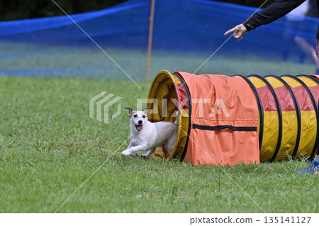 A woman playing with her dog at the dog run, Jack Russell Terrier 135141127
