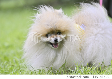 可愛的博美犬 135141309