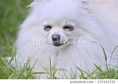 可愛的博美犬 135141310