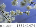 White plum blossoms blooming against a blue sky background. Copy space. 135141474