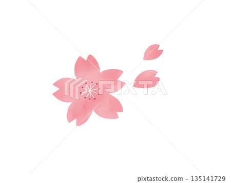 櫻花例證 135141729