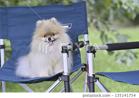 和我心愛的博美犬一起露營 和我心愛的博美犬一起露營 135141754