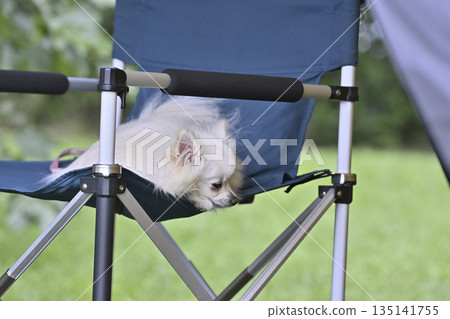 和我心愛的博美犬一起露營 和我心愛的博美犬一起露營 135141755