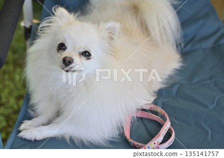 和我心愛的博美犬一起露營 和我心愛的博美犬一起露營 135141757