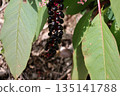 A landscape of green leaves and deep purple pokeweed fruits A landscape of green leaves and deep purple pokeweed fruits 135141788