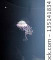 A jellyfish floating in an aquarium 135141834