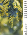 Mimosa flowers with blue-green leaves and soft blurred background. Copy space. 135141856