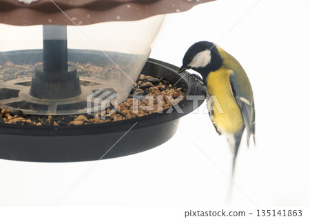 A titmouse eats seeds and bird food from a plastic feeder, against a snowy background, close-up A titmouse eats seeds and bird food from a plastic feeder, against a snowy background, close-up 135141863