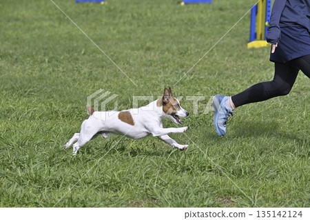 一名女子在狗場和她的傑克羅素梗犬玩耍 135142124