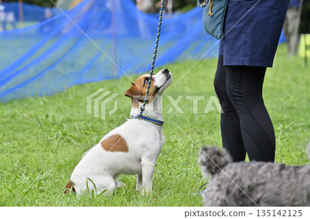 女子和她的傑克羅素梗犬玩耍 135142125