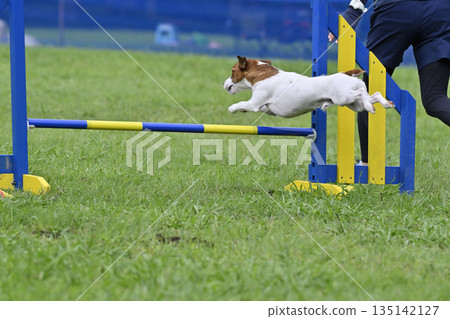 女子和她的傑克羅素梗犬玩耍 女子和她的傑克羅素梗犬玩耍 135142127
