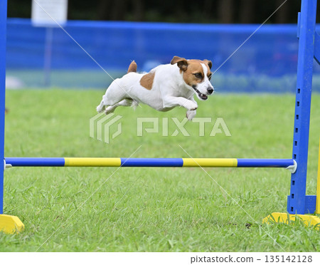 一隻傑克羅素梗犬在狗舍裡玩耍 一隻傑克羅素梗犬在狗舍裡玩耍 135142128
