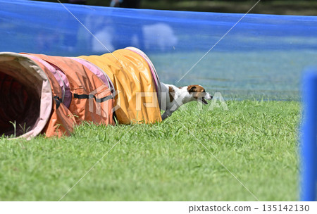 Dog playing in a dog run: Jack Russell Terrier Dog playing in a dog run: Jack Russell Terrier 135142130