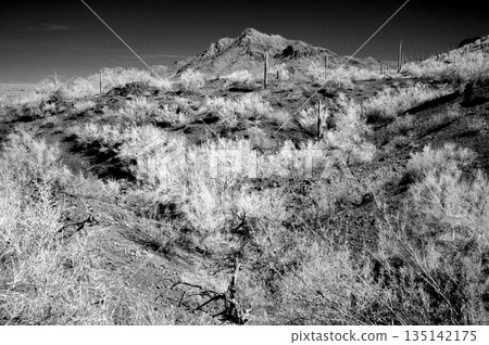 Monochrome Sonoran Desert Arizona Picacho Peak State Park Monochrome Sonoran Desert Arizona Picacho Peak State Park 135142175