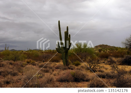 Landscape Sonoran Desert Arizona Landscape Sonoran Desert Arizona 135142176