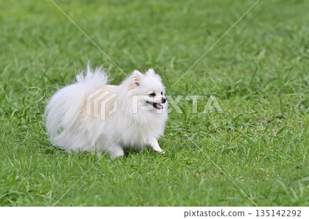 一隻可愛的博美犬在狗跑道裡玩耍，它正咧嘴笑著。 135142292